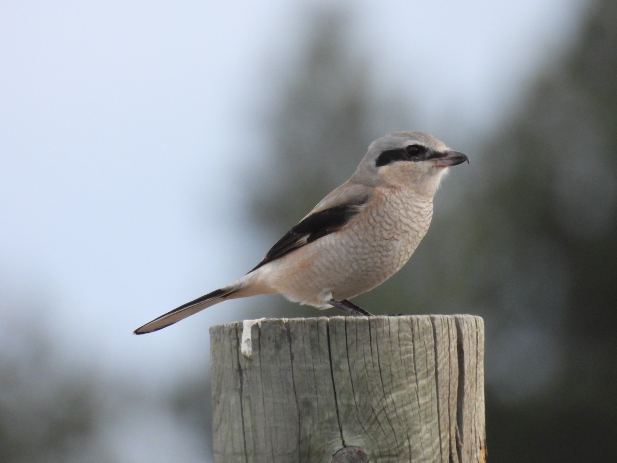 Northern Shrike - ML645358520