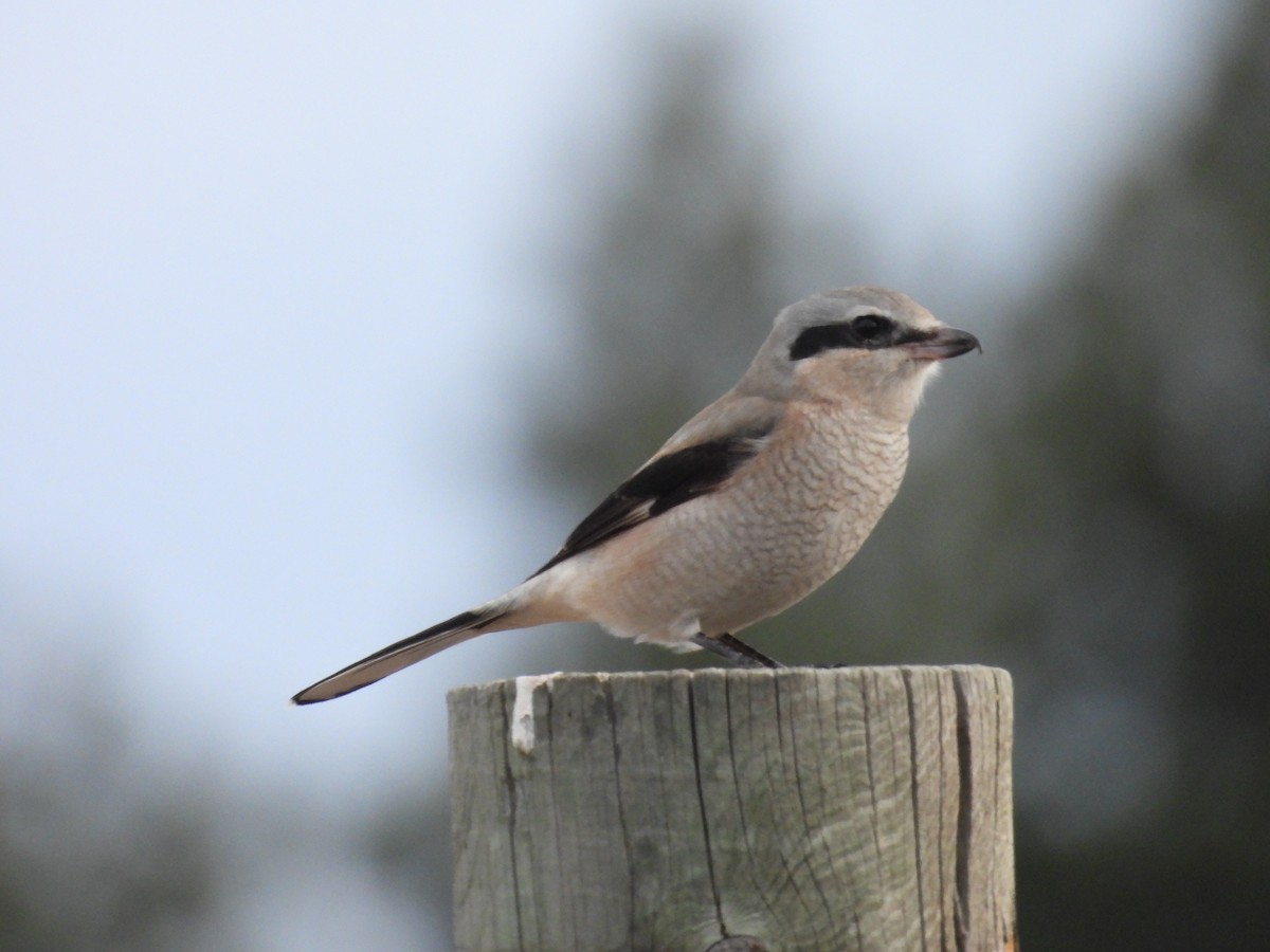 Northern Shrike - ML645358521