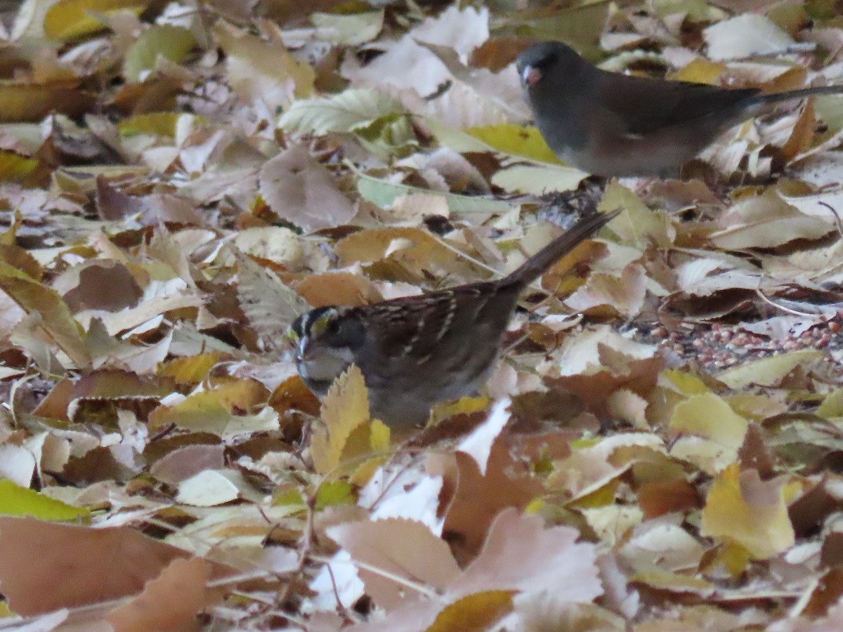 White-throated Sparrow - ML645358528