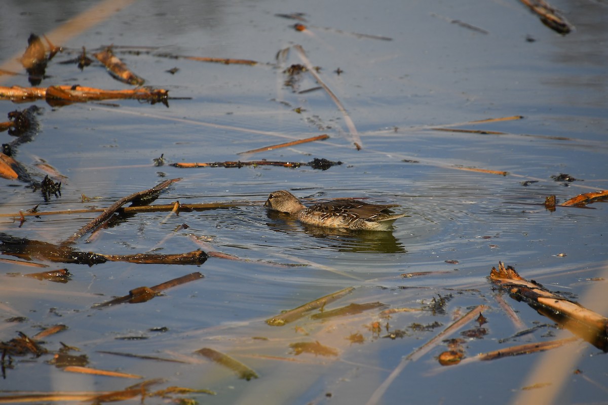 Fischione americano - ML645358530