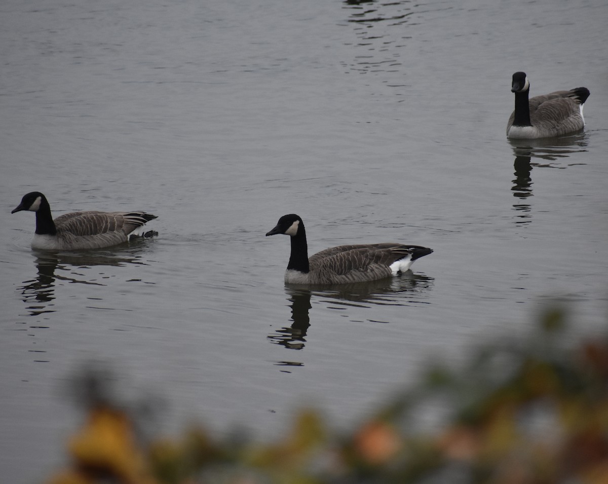 Canada Goose - ML645358532