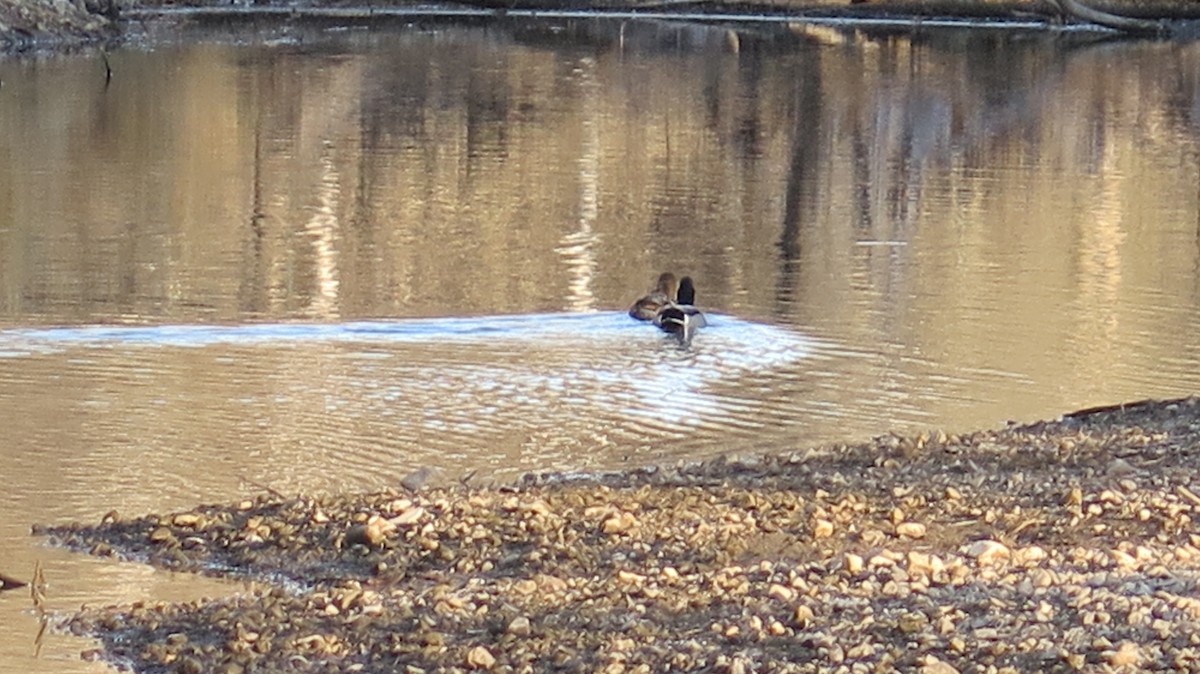 kachna divoká - ML645358545