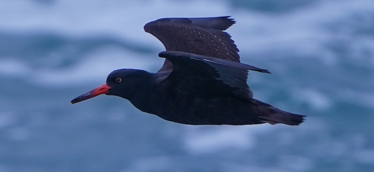 Black Oystercatcher - ML645358551