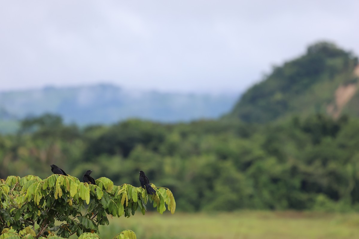 Groove-billed Ani - ML645358552