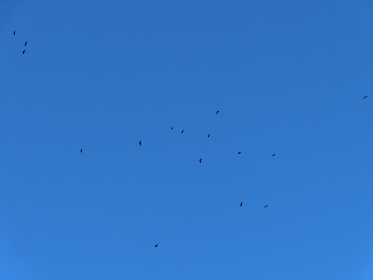 Катарта чорна - ML645358556