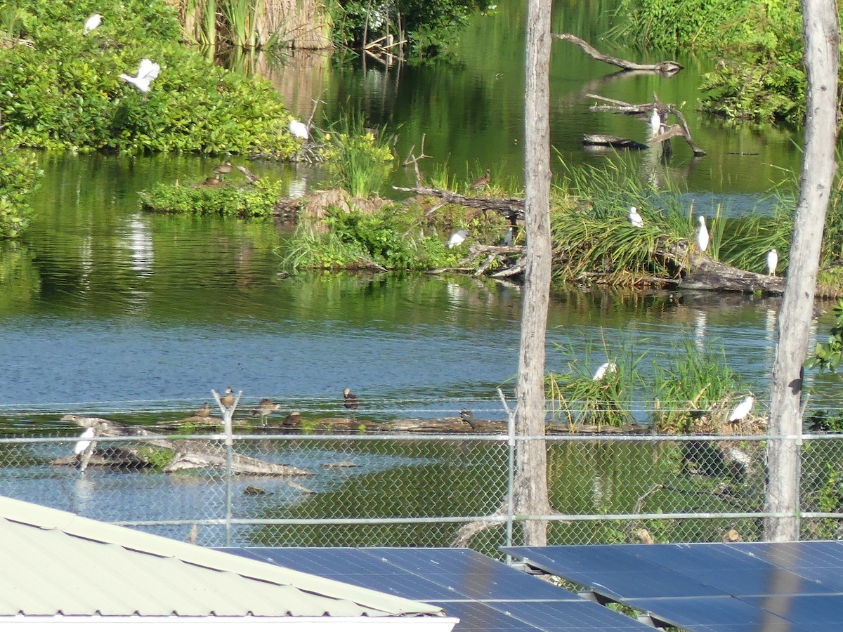 West Indian Whistling-Duck - ML645358561