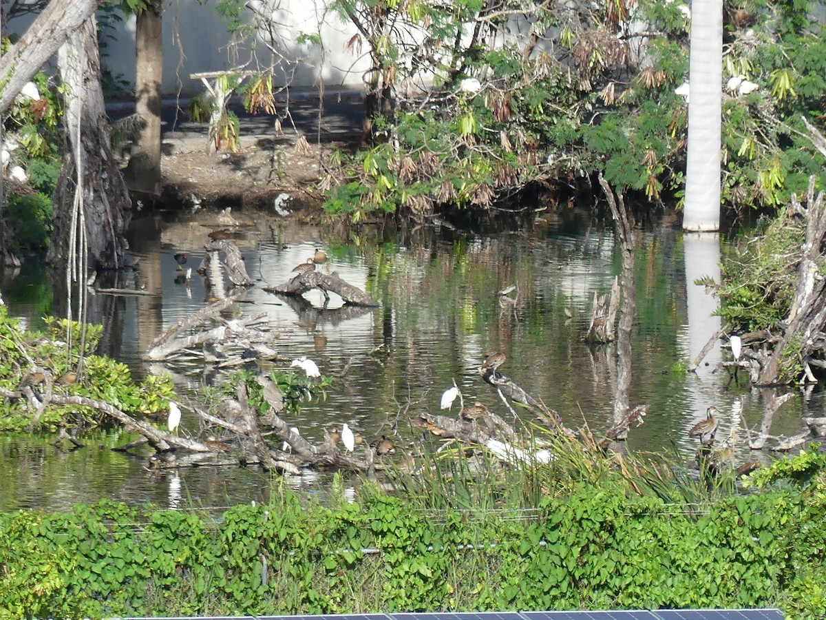 West Indian Whistling-Duck - ML645358562