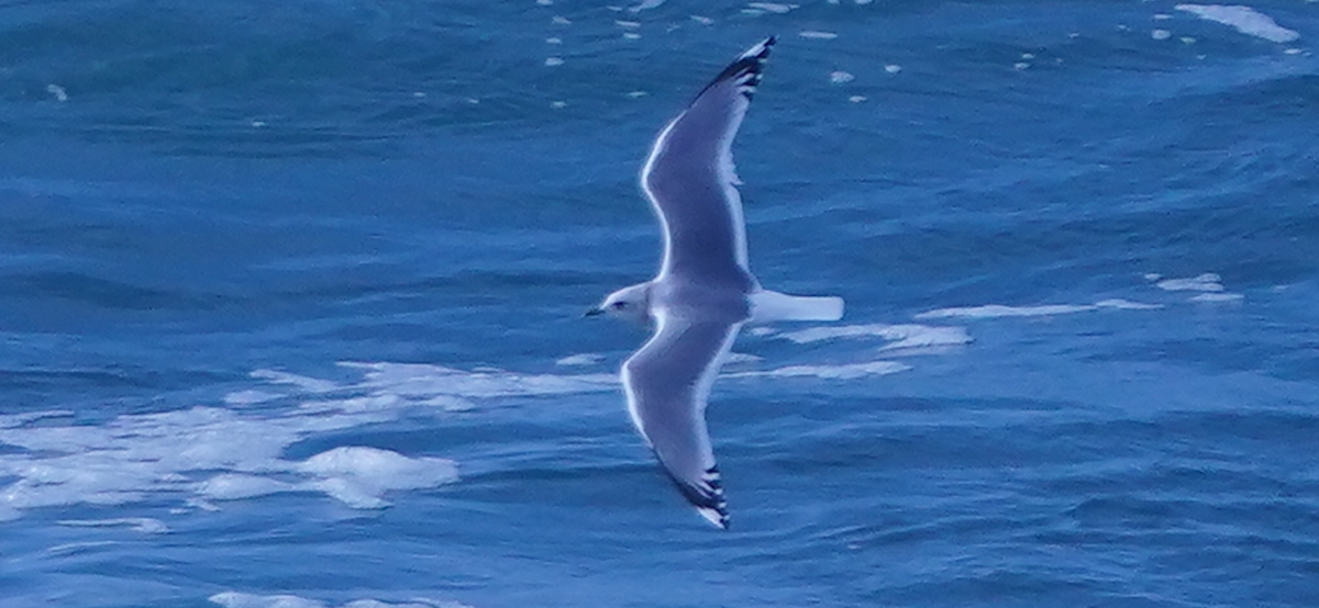 krykkje - ML645358563