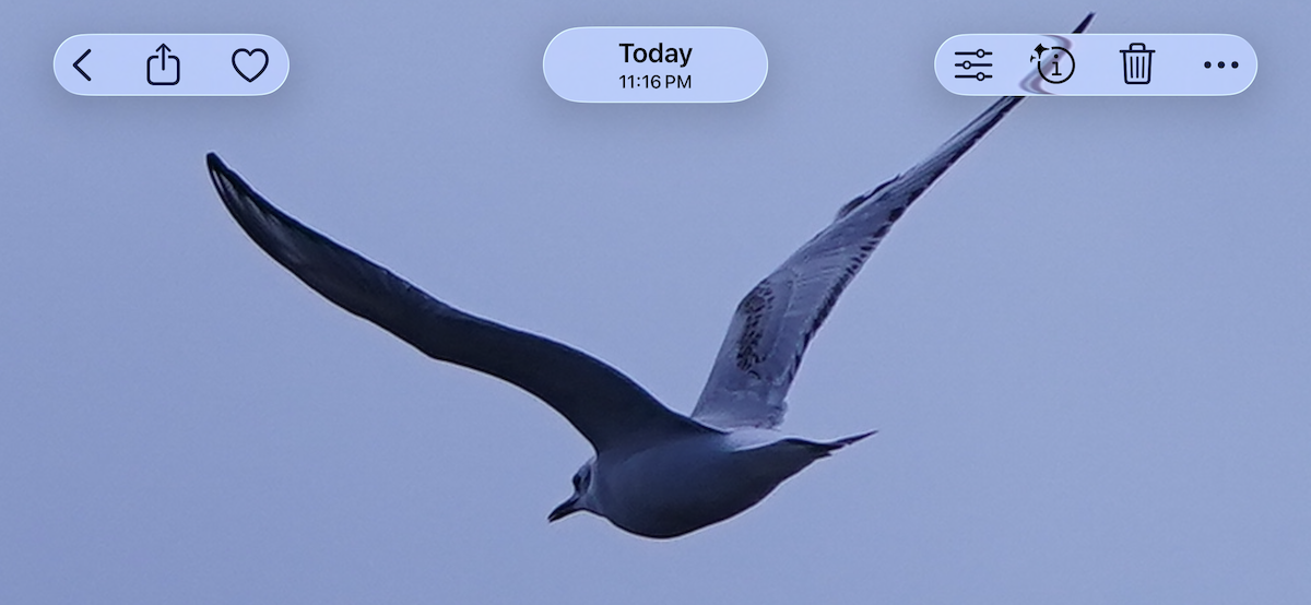 krykkje - ML645358564