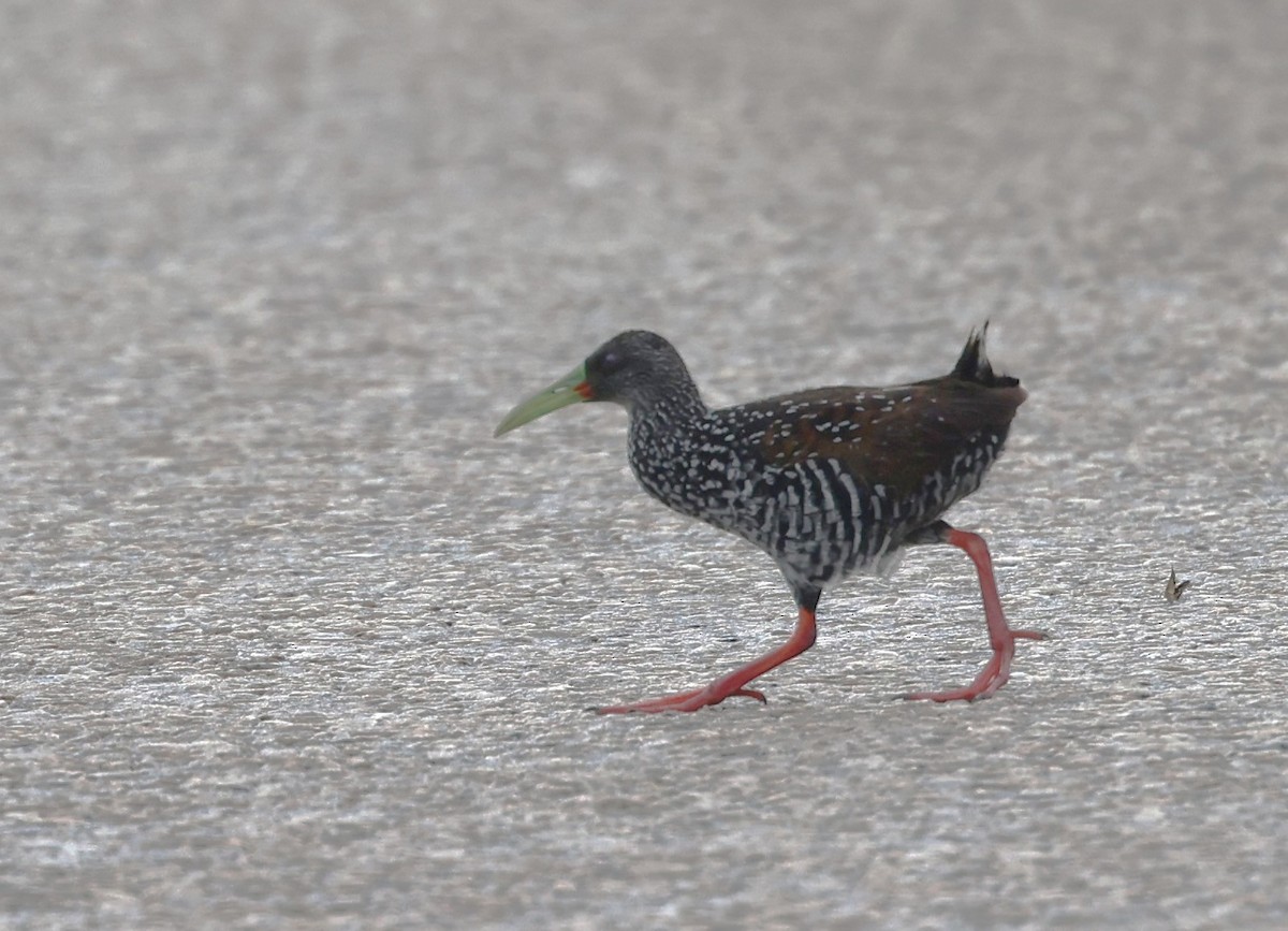 Spotted Rail - ML645358574