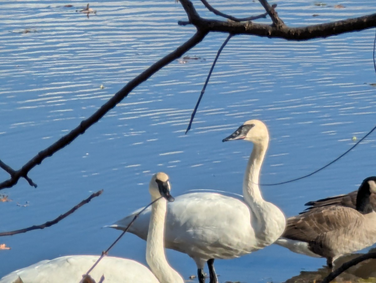 trompetsvane - ML645358581