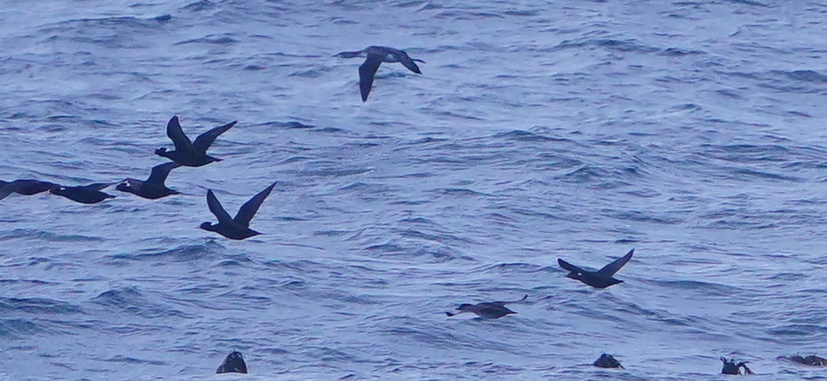 Pacific Loon - ML645358582