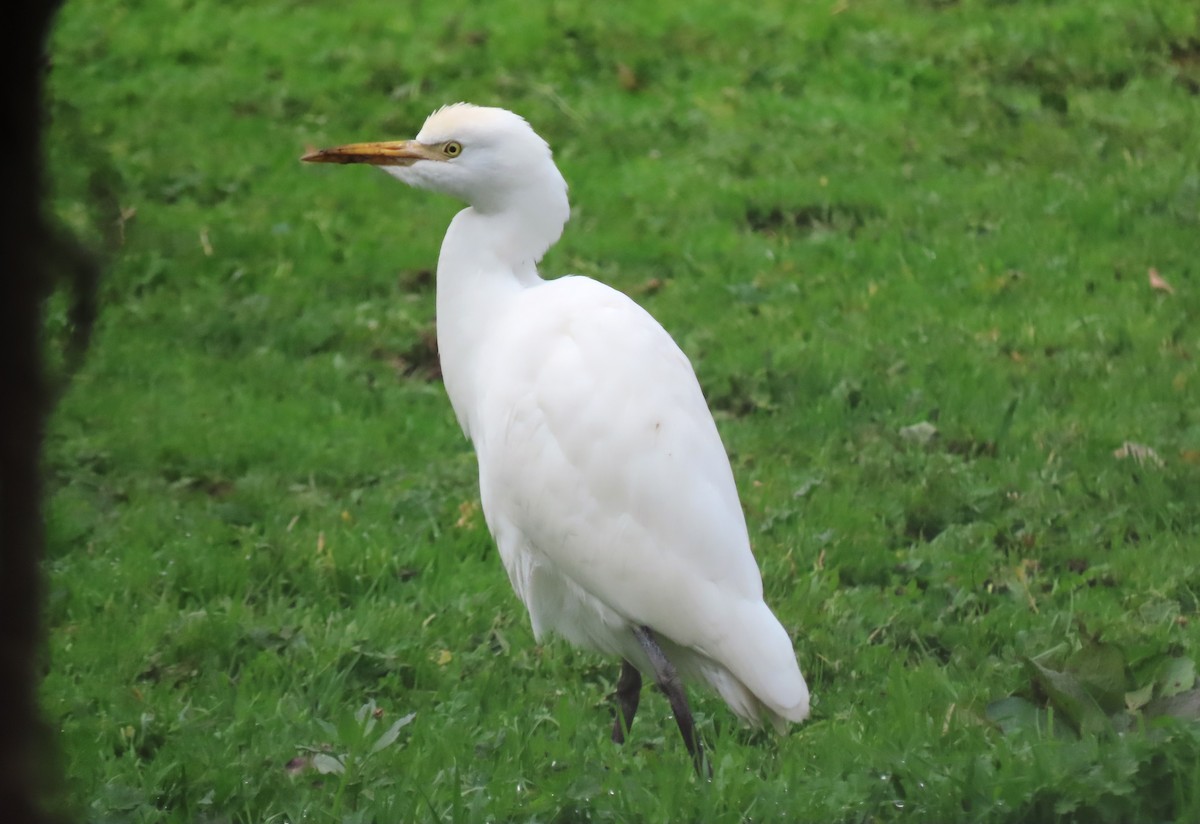 Garcilla Bueyera Occidental - ML645358585