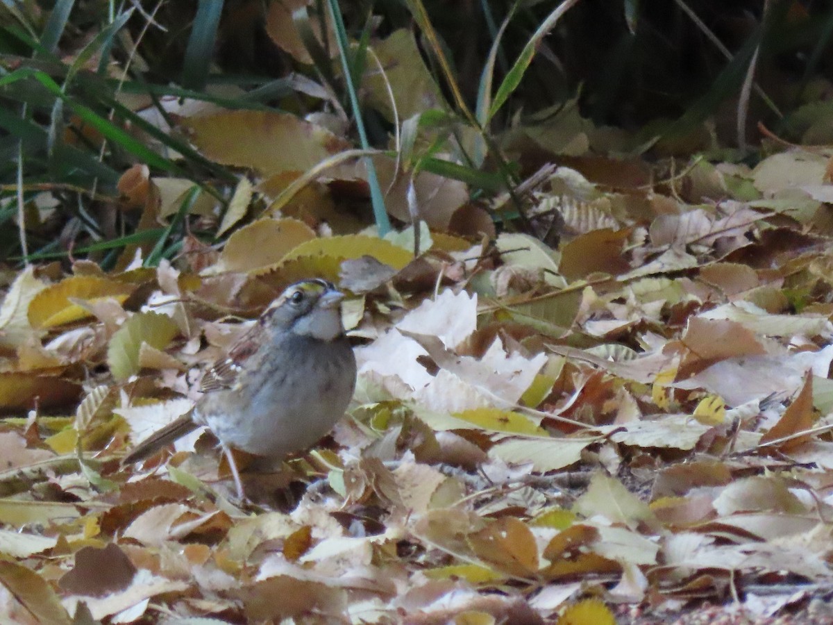 White-throated Sparrow - ML645358586