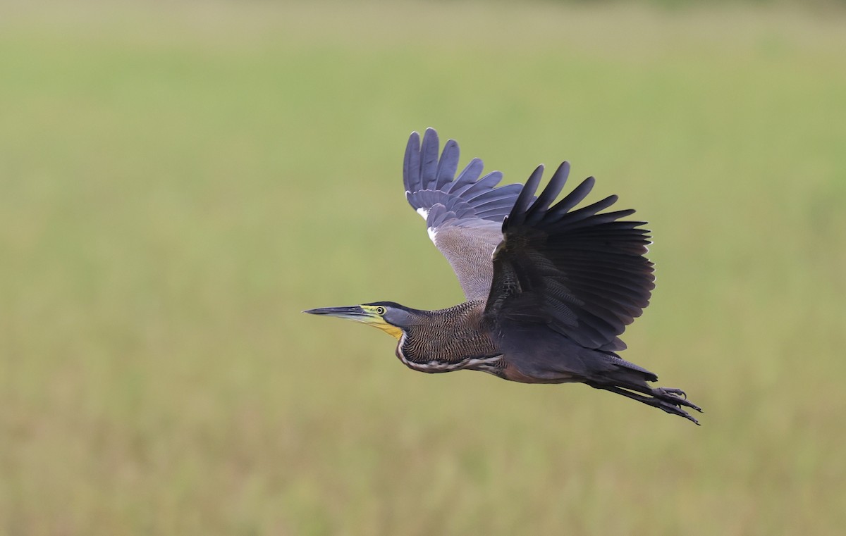 Bare-throated Tiger-Heron - ML645358587