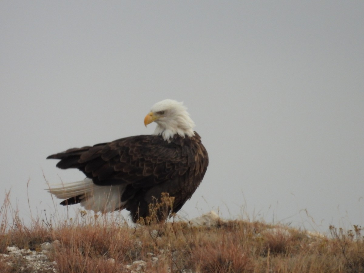 Bald Eagle - ML645358589