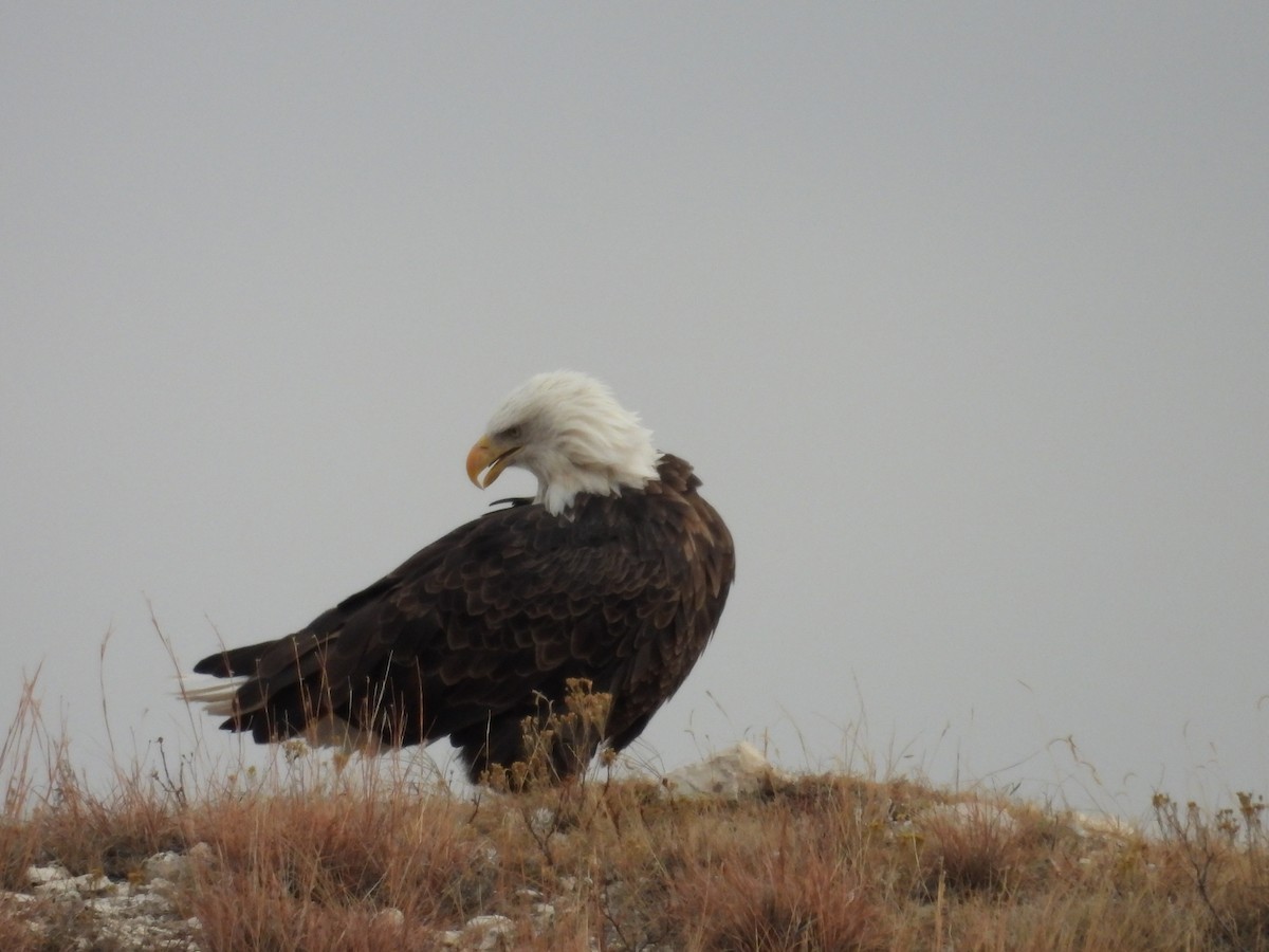 Bald Eagle - ML645358590