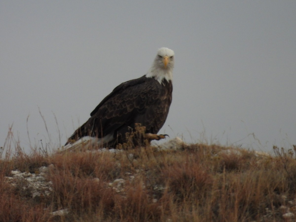 Bald Eagle - ML645358591