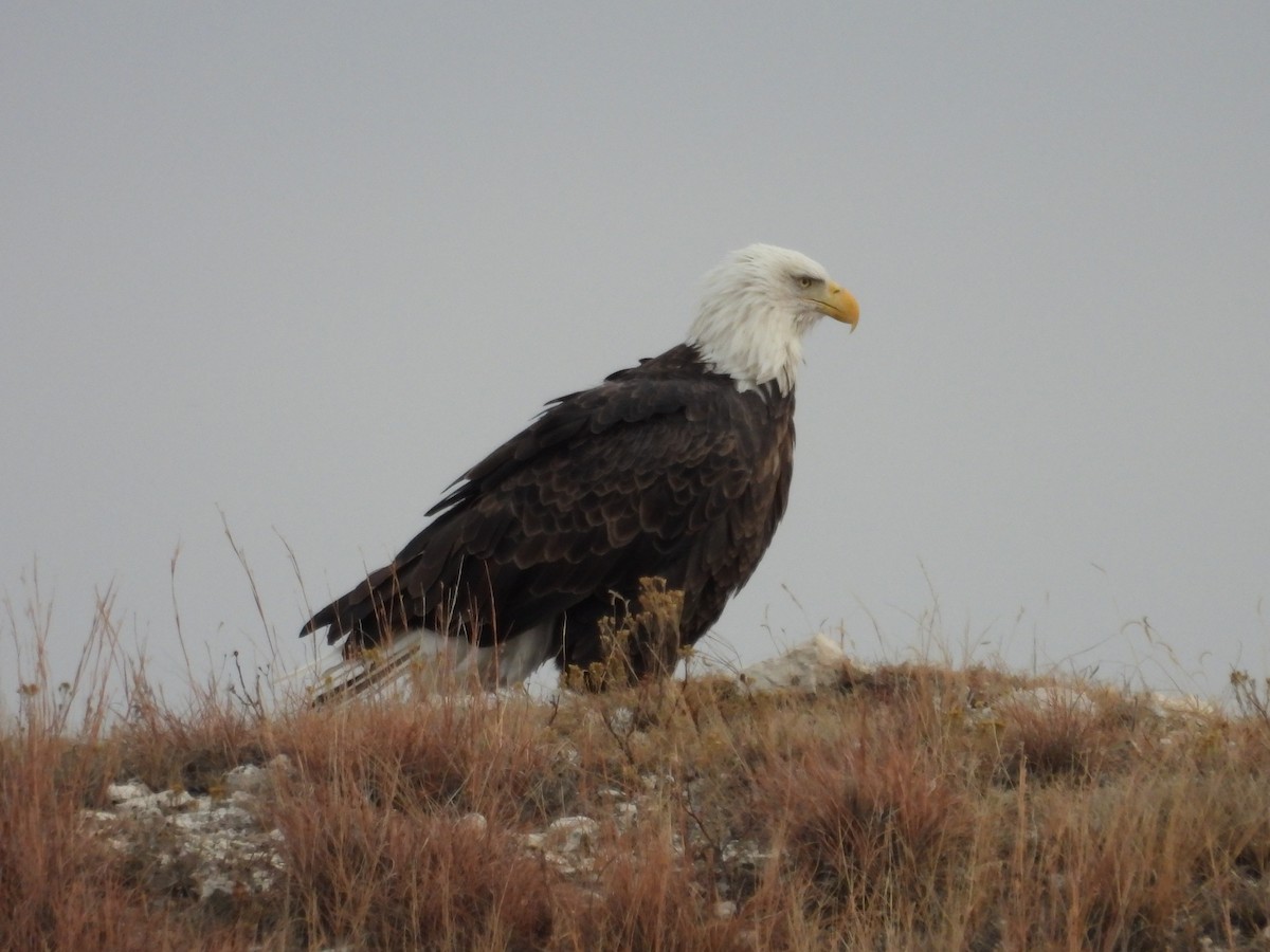 Bald Eagle - ML645358592