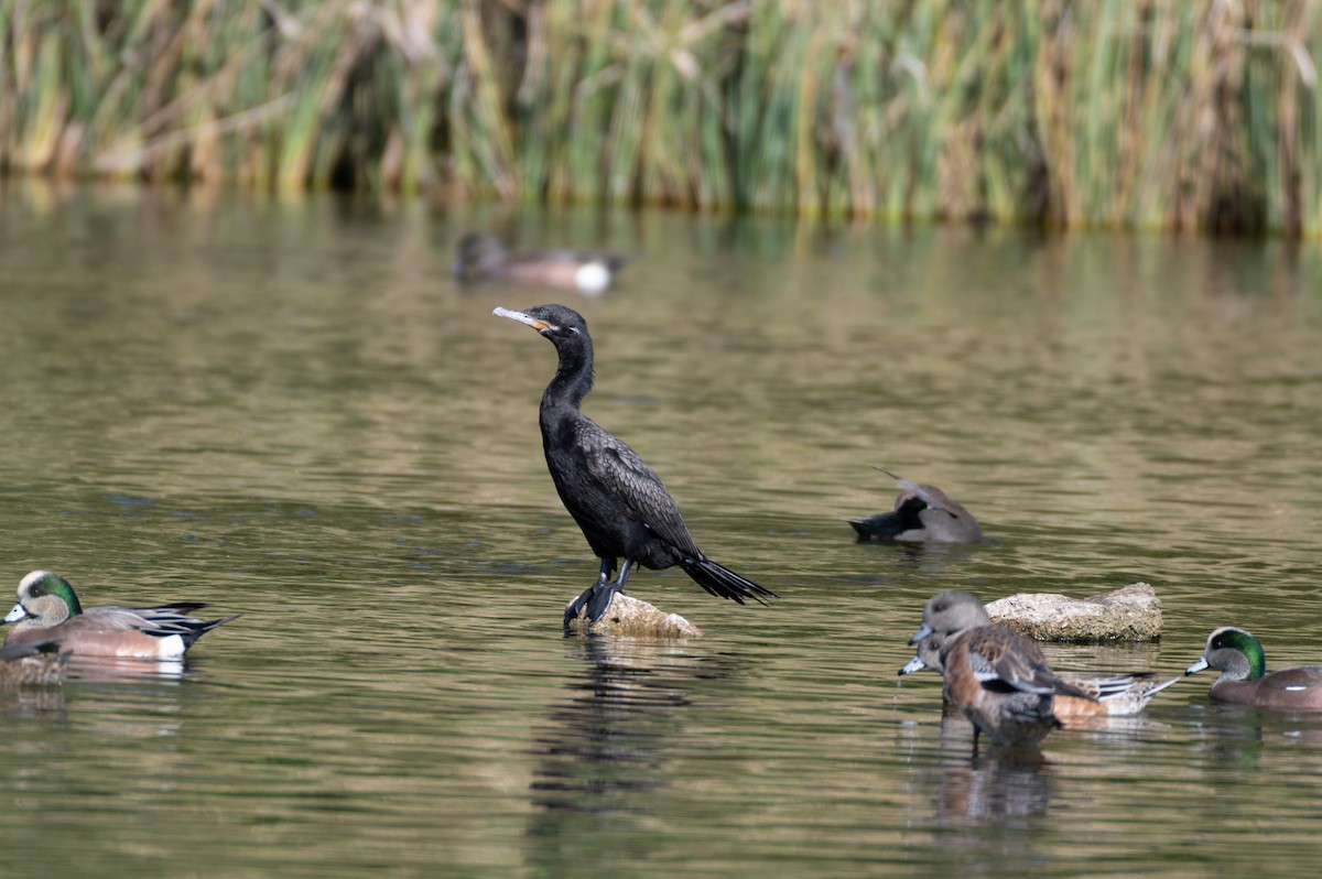 Neotropic Cormorant - ML645358593