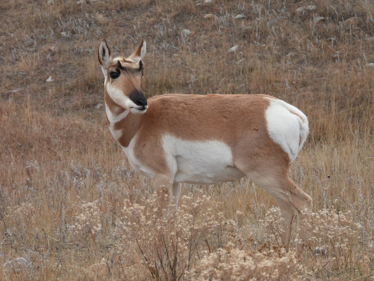 Animals - ML645358601