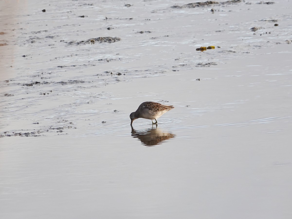 Long-billed Dowitcher - ML645358602
