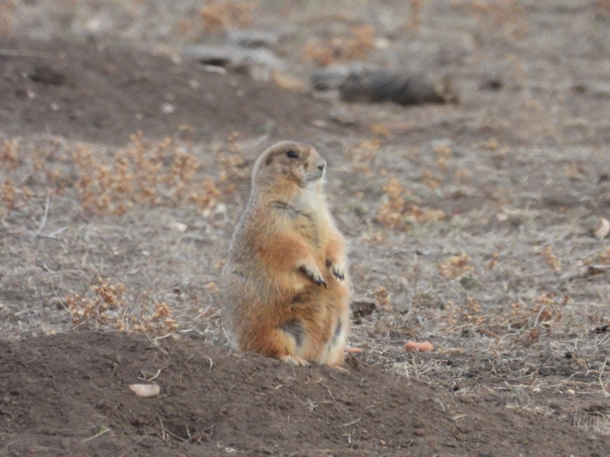 Animals - ML645358603