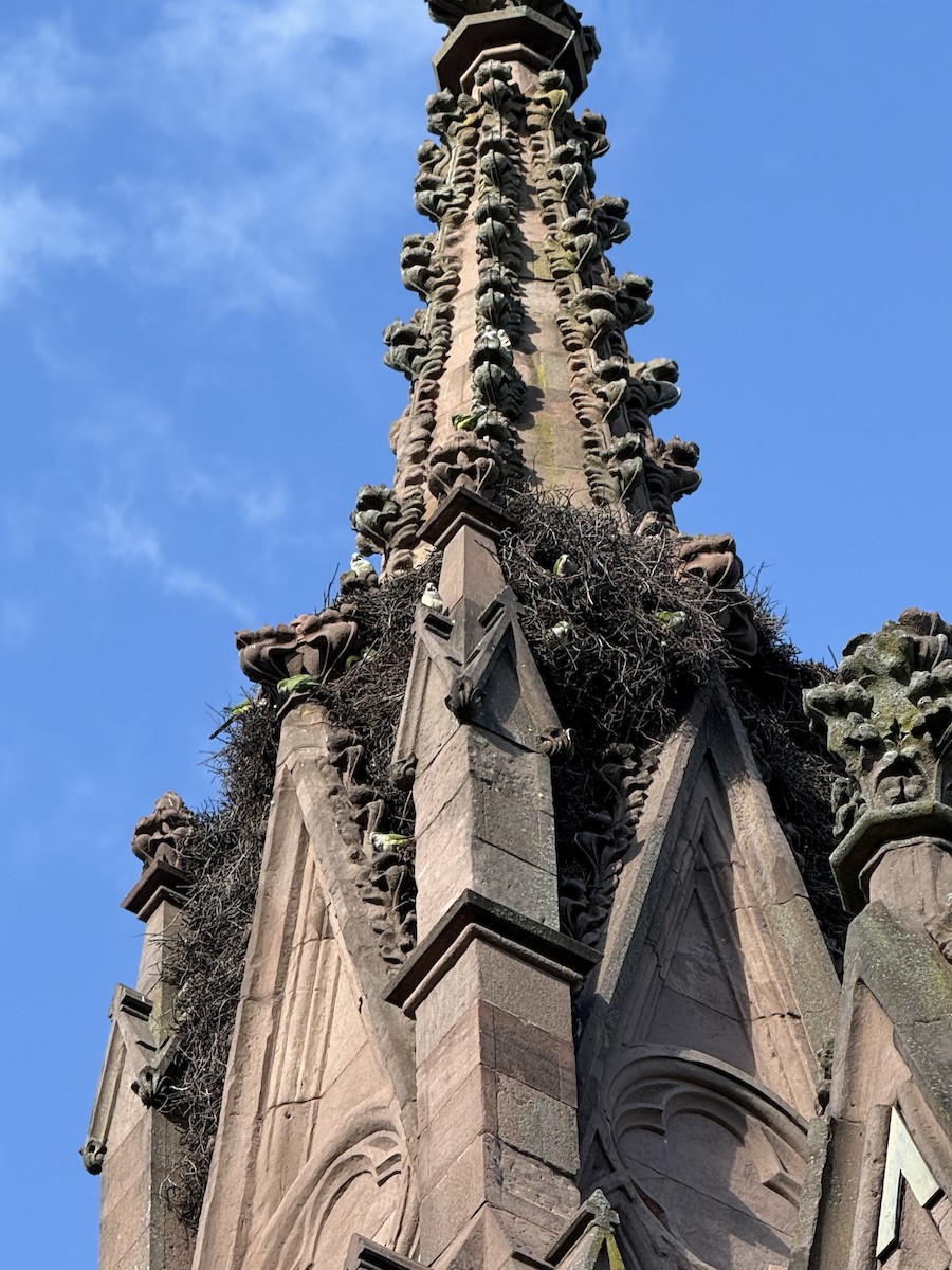 Monk Parakeet - ML645358604