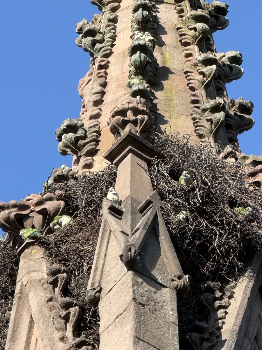 Monk Parakeet - ML645358605