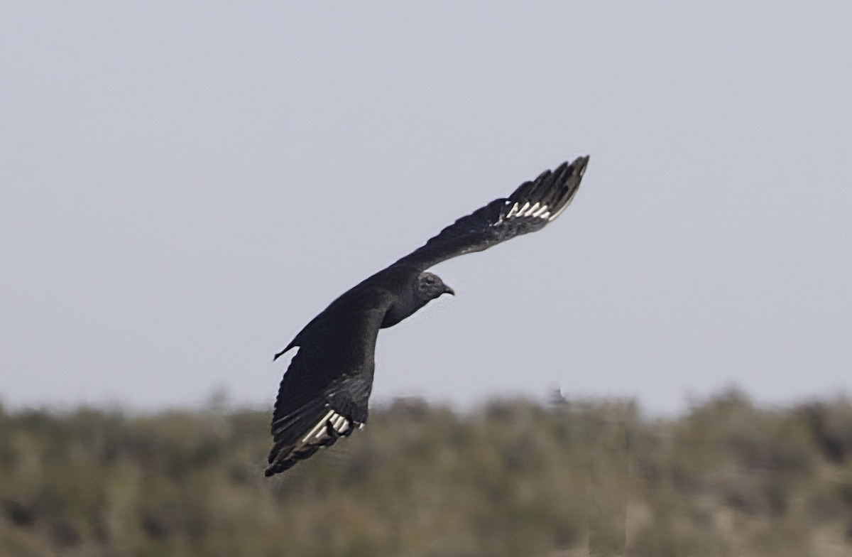 Катарта чорна - ML645358606