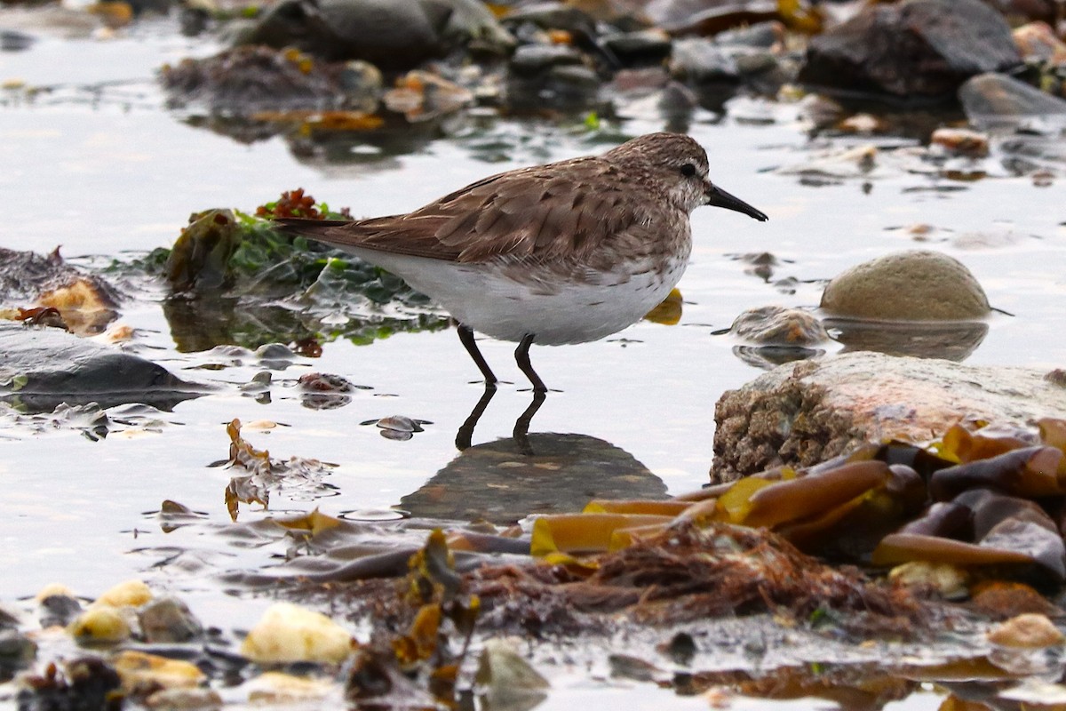 Бонапартов песочник - ML645358608