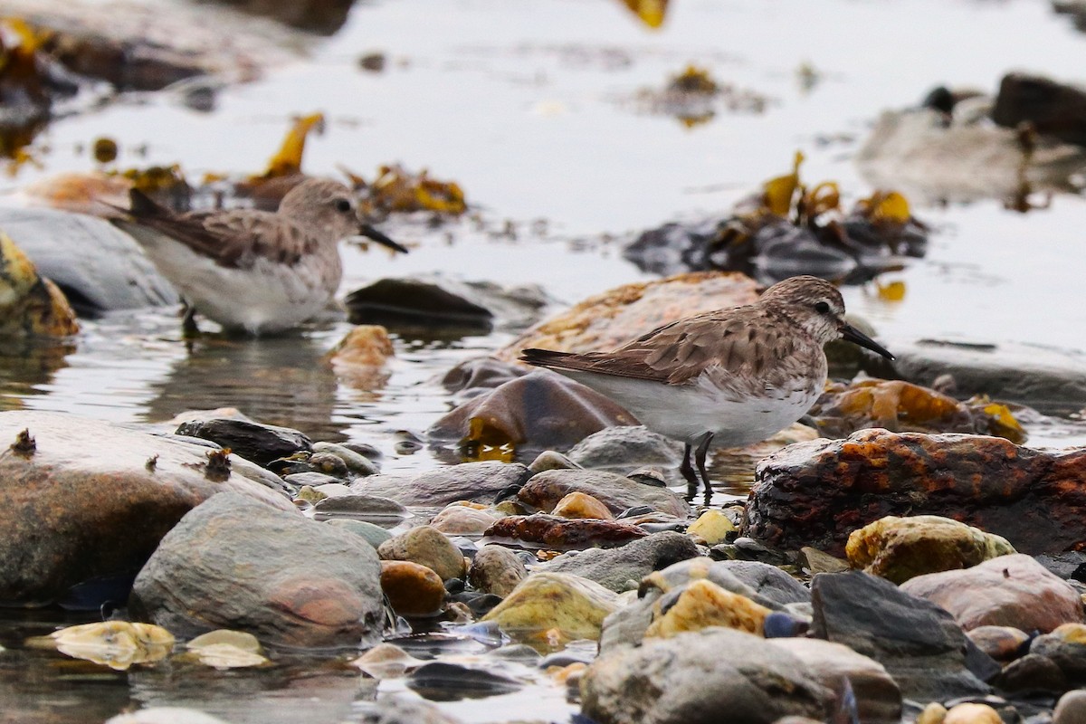 Бонапартов песочник - ML645358609