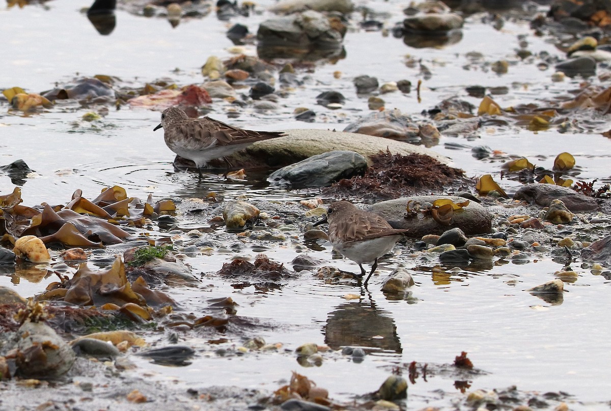 Бонапартов песочник - ML645358610