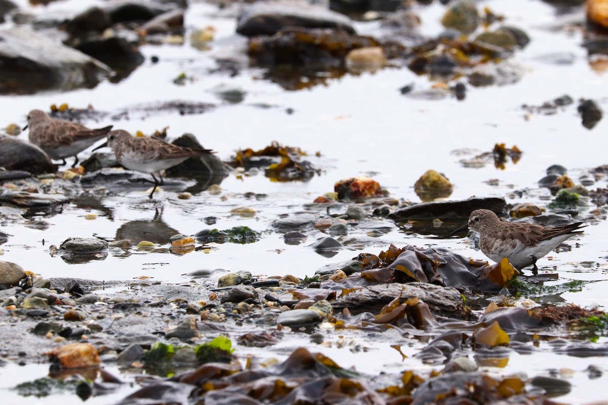 Бонапартов песочник - ML645358614