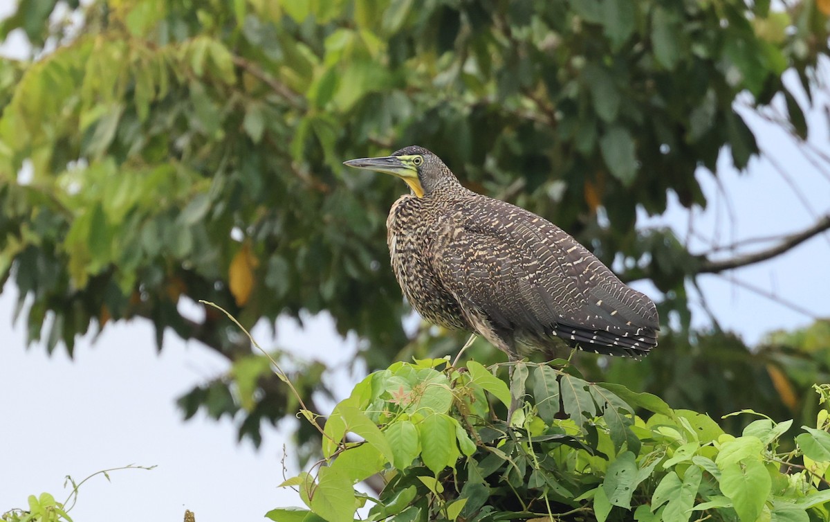 Bare-throated Tiger-Heron - ML645358615
