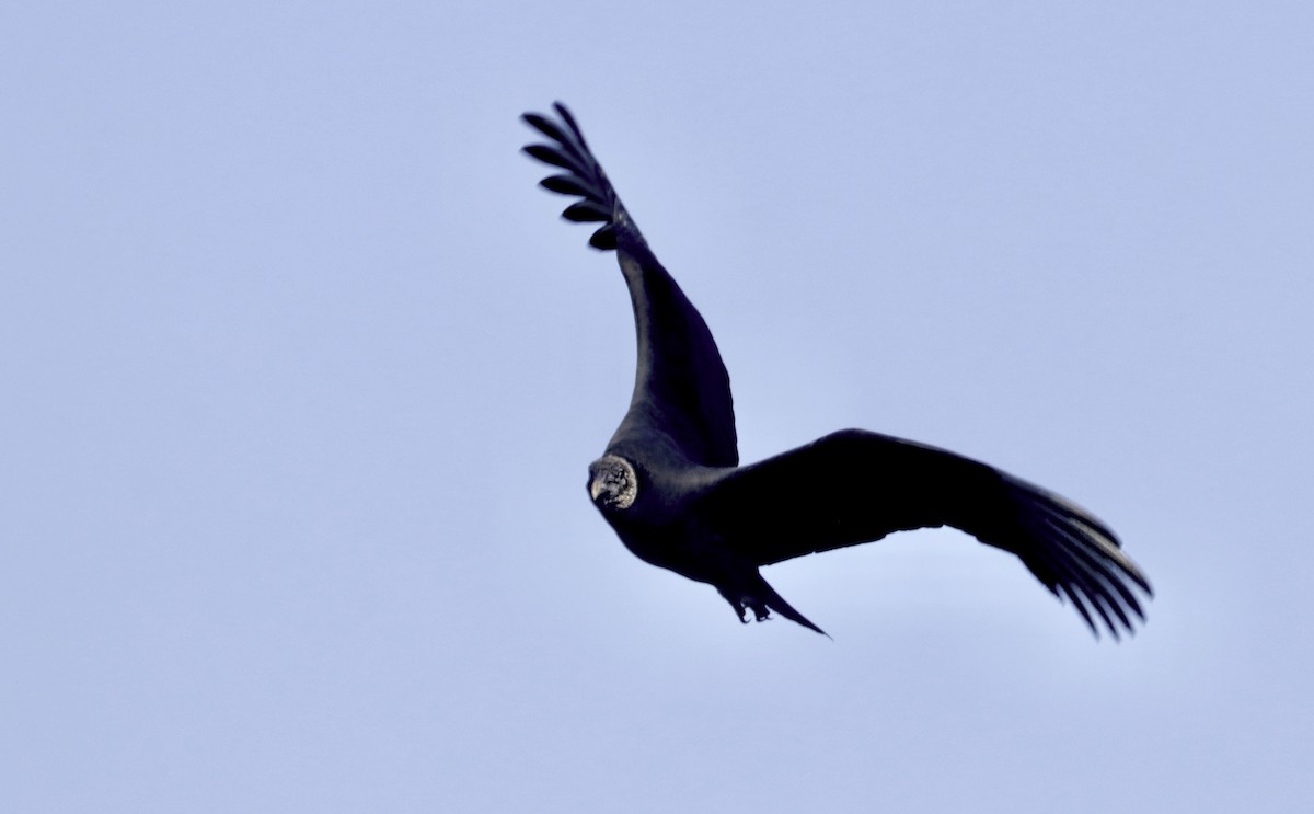 Катарта чорна - ML645358623