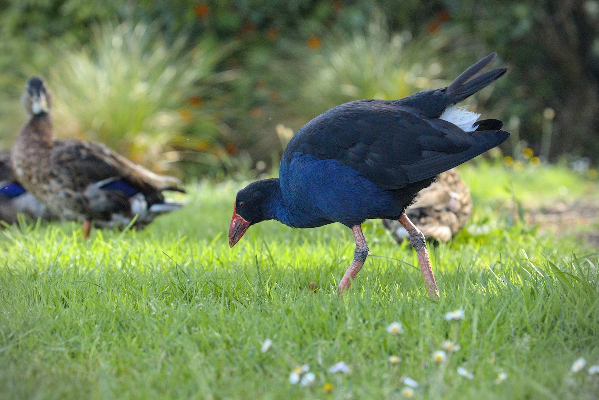 Australasian Swamphen - ML645358627