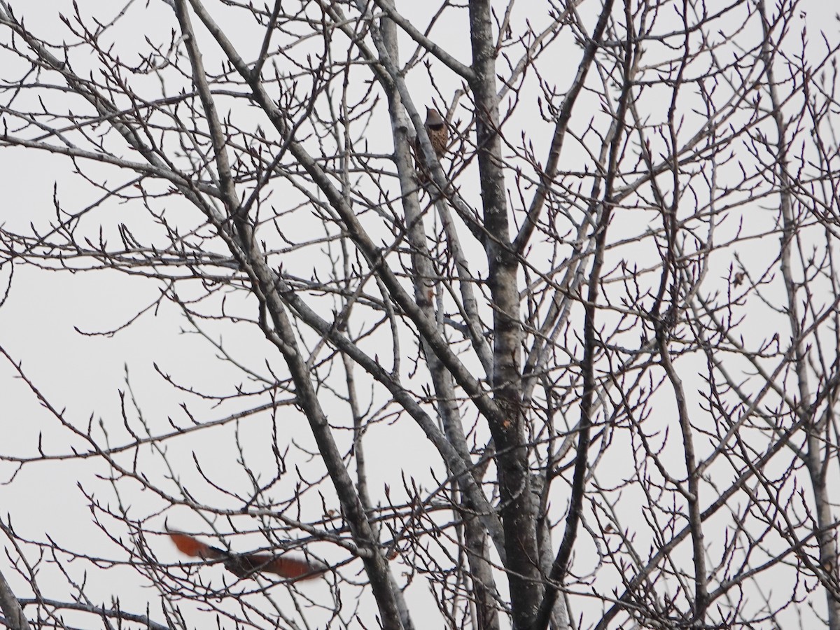 Northern Flicker - ML645358641