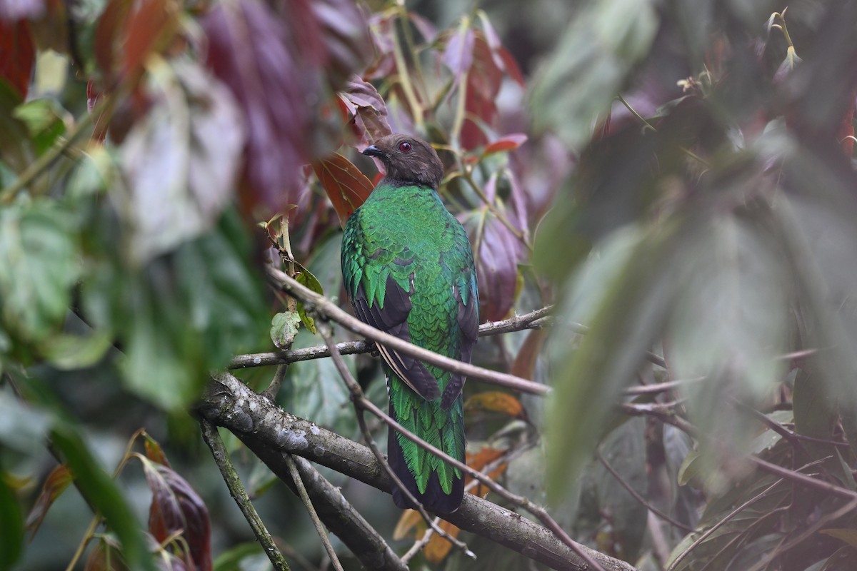 Crested Quetzal - ML645358642
