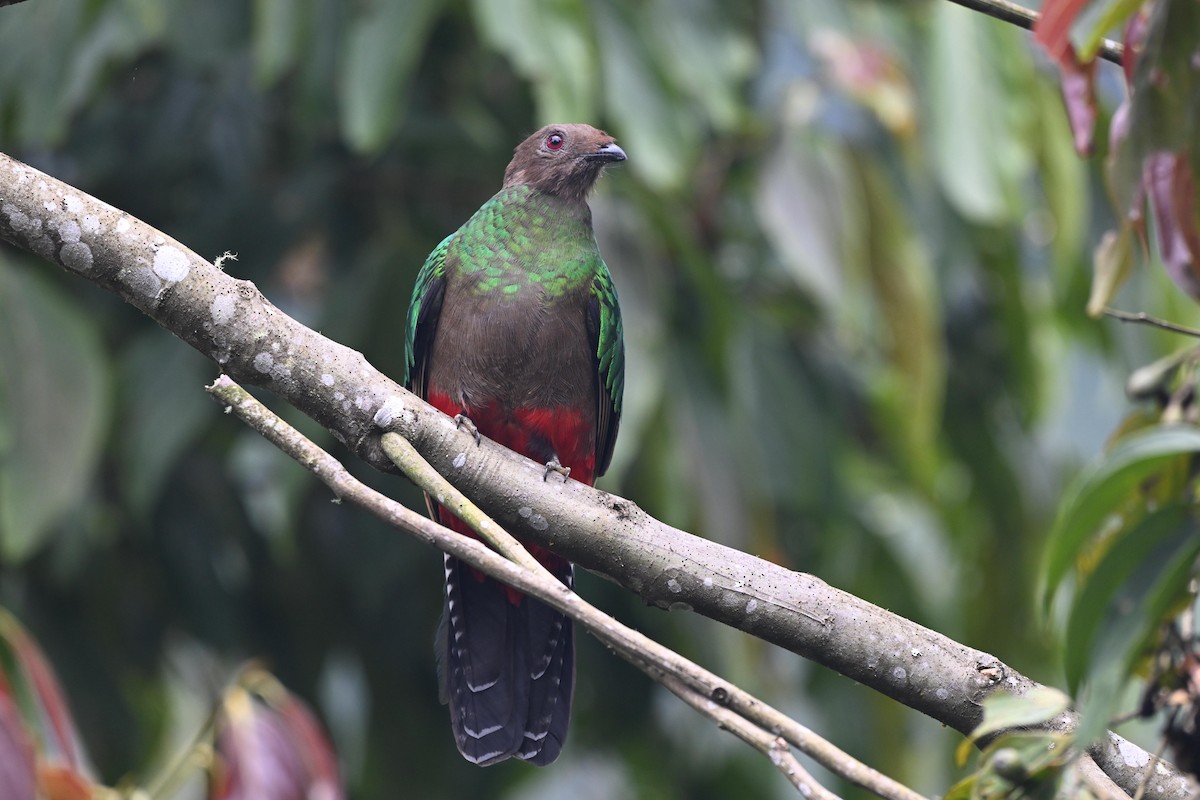 Crested Quetzal - ML645358643