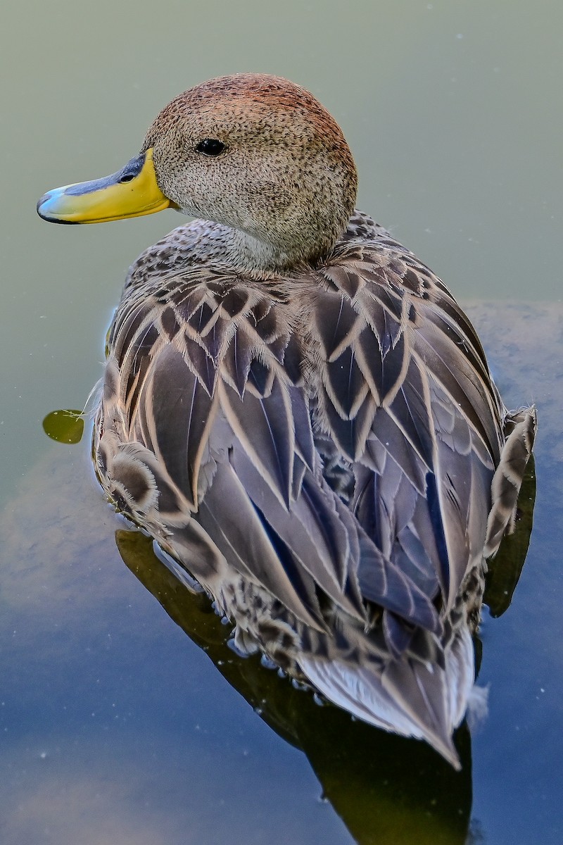 Yellow-billed Pintail - ML645358645
