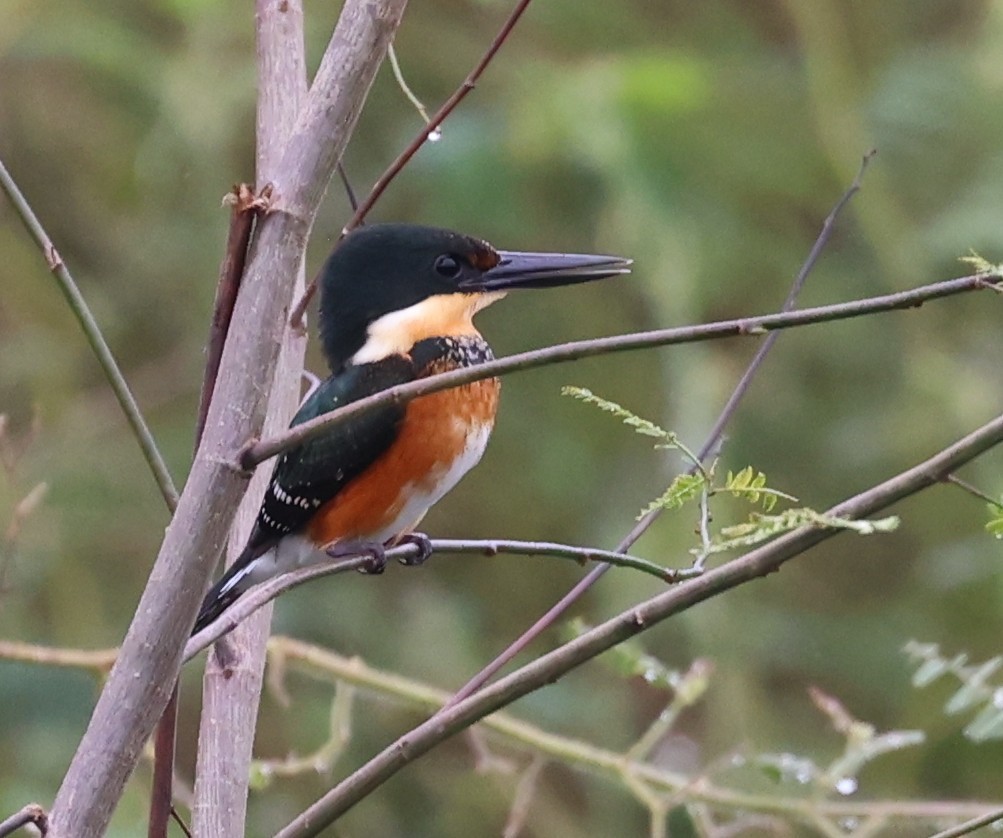 American Pygmy Kingfisher - ML645358648