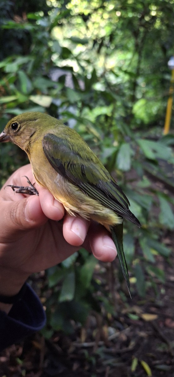 Painted Bunting - ML645358651