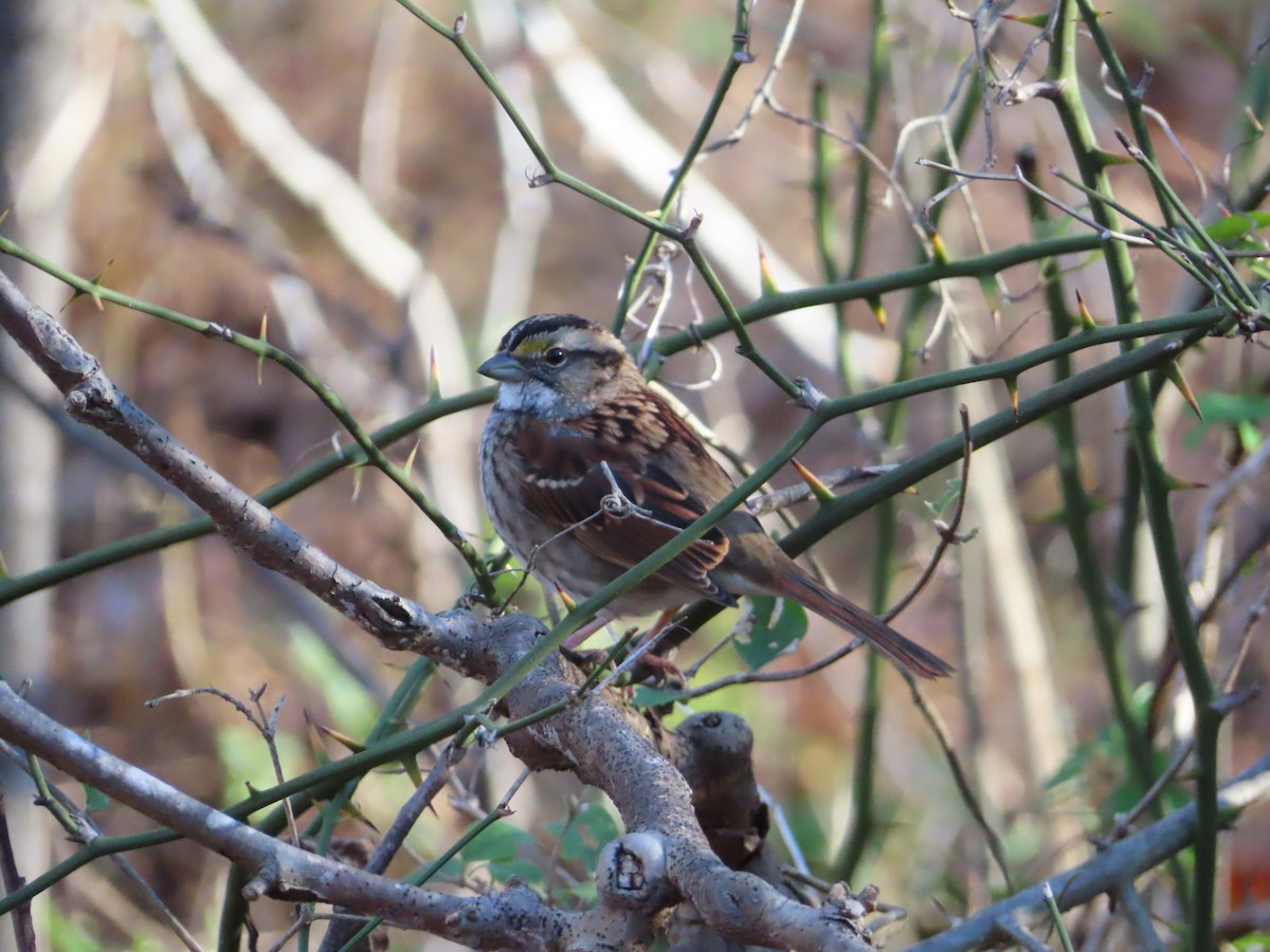 Белогорлая зонотрихия - ML645358667