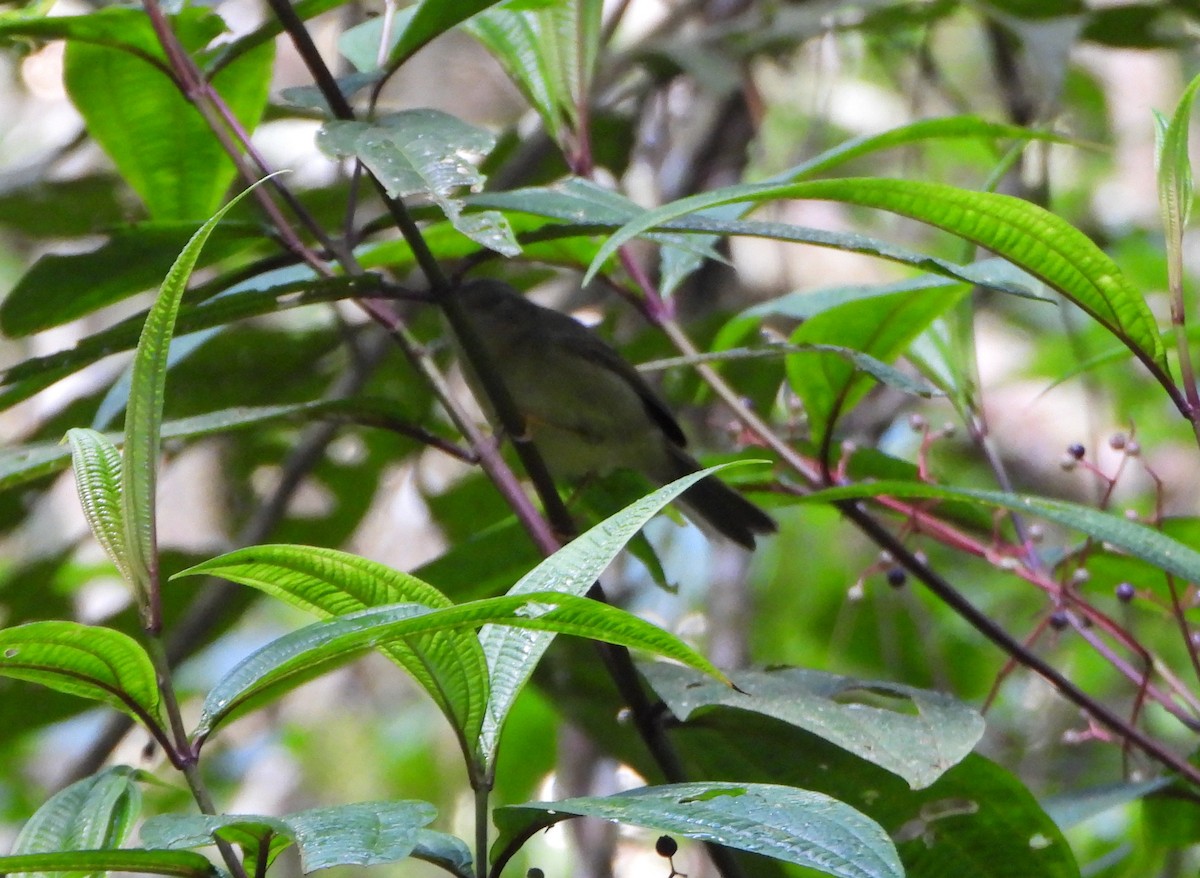 Marble-faced Bristle-Tyrant - ML645358668