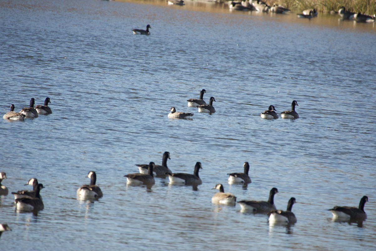 Canada Goose - ML645358679