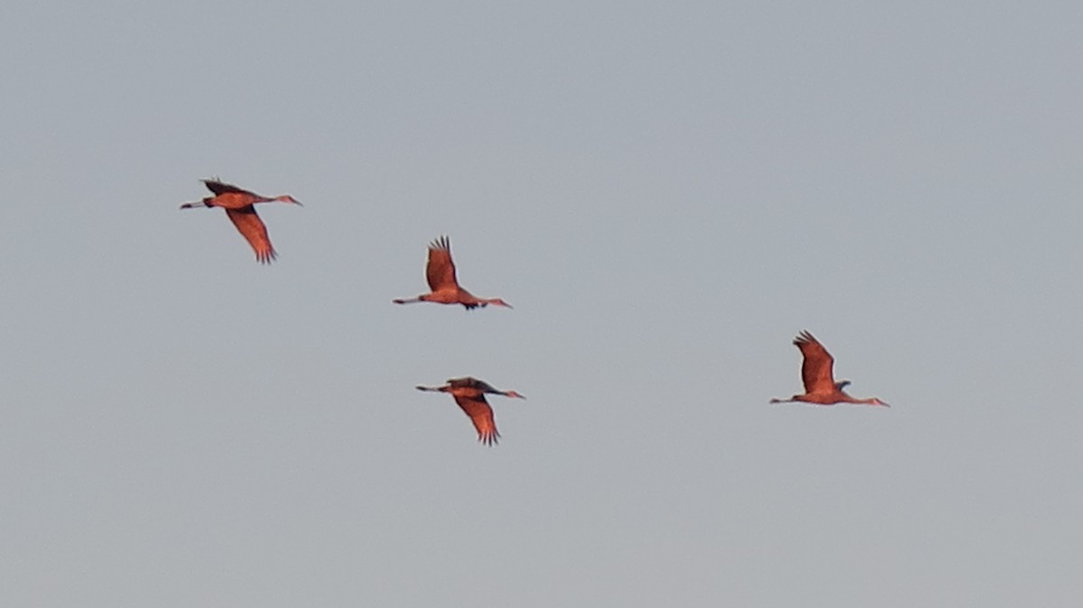 jeřáb kanadský - ML645358680