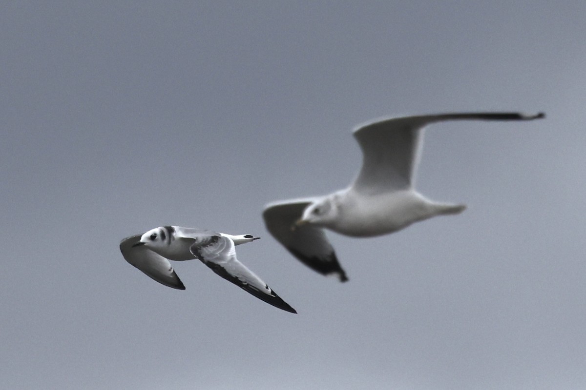 Black-legged Kittiwake - ML645358686
