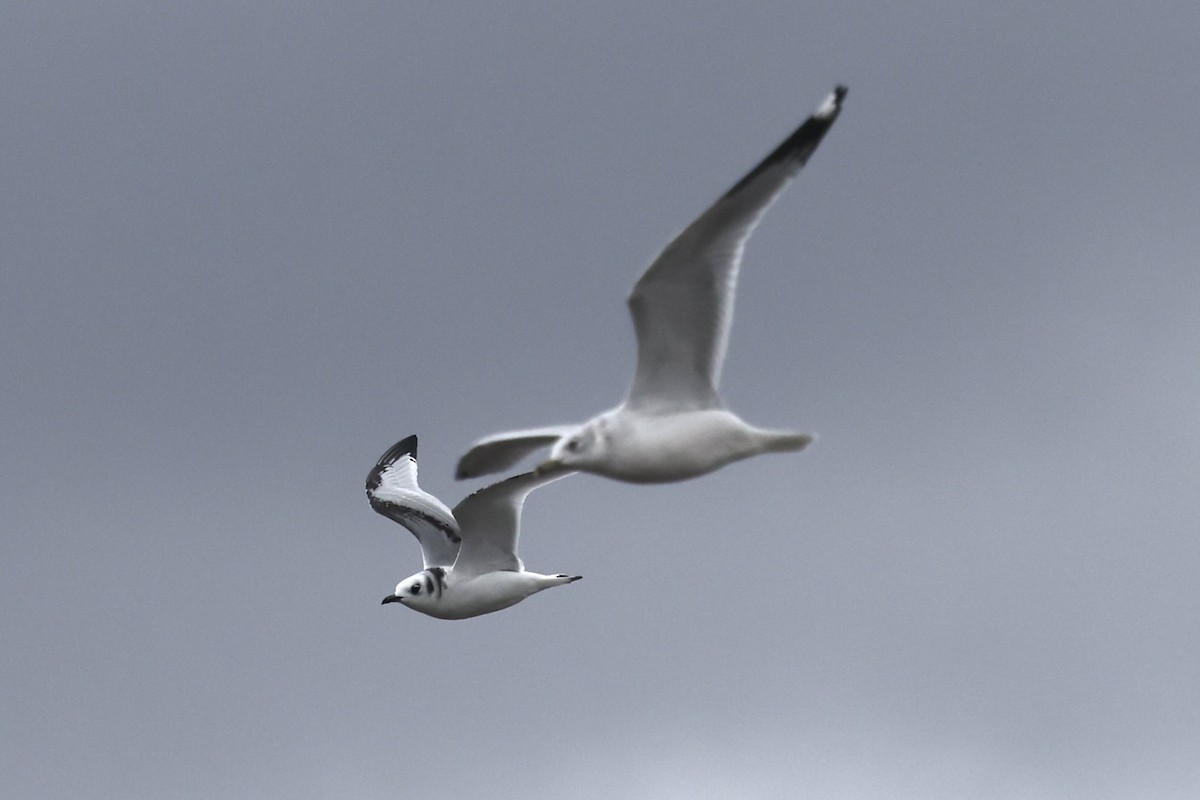 Black-legged Kittiwake - ML645358687