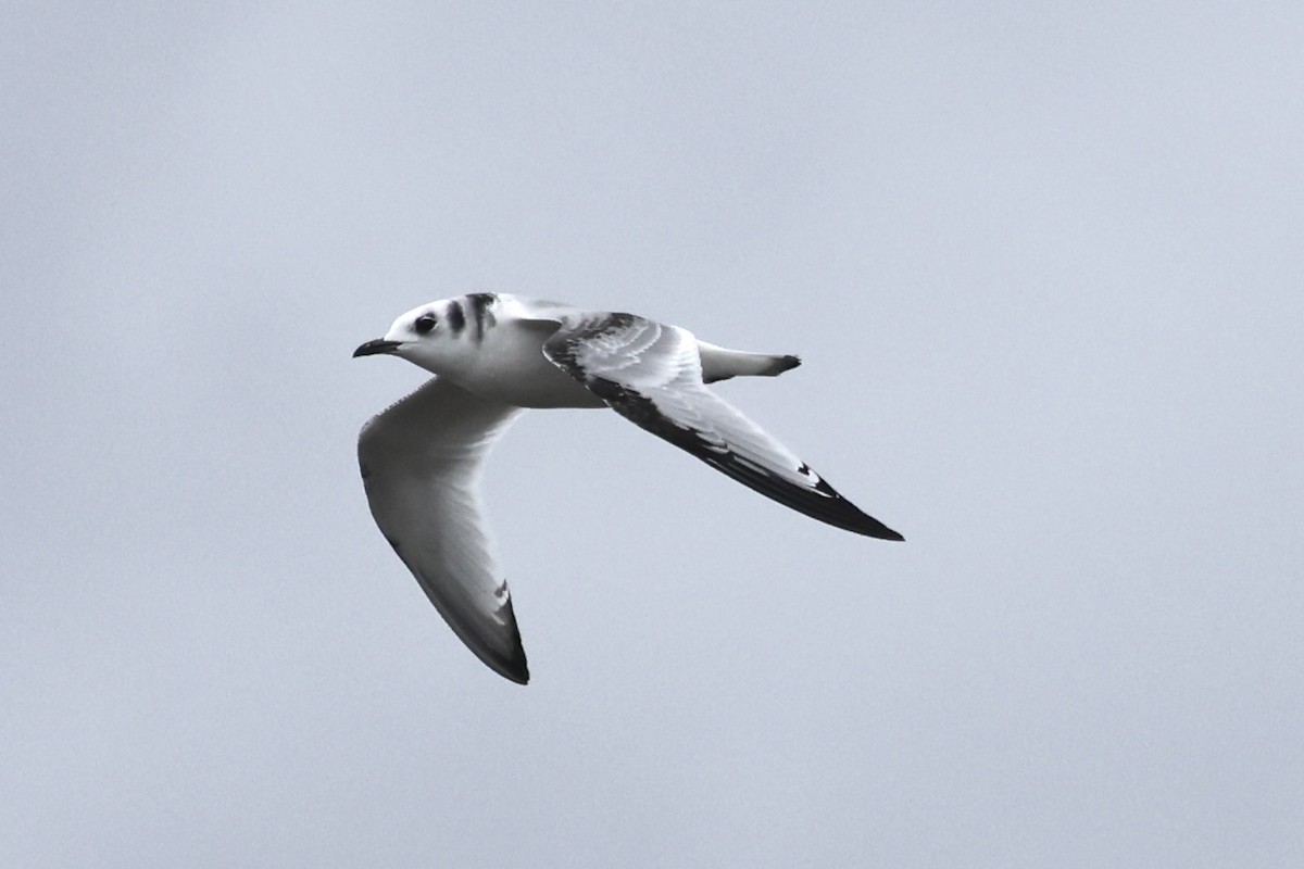 Black-legged Kittiwake - ML645358688